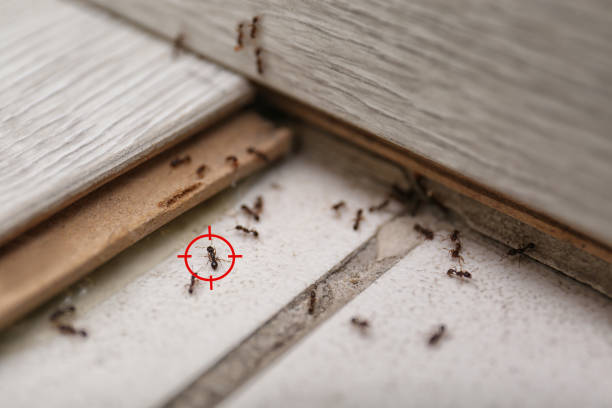 Best Ant Control Services  in Leona Valley, CA